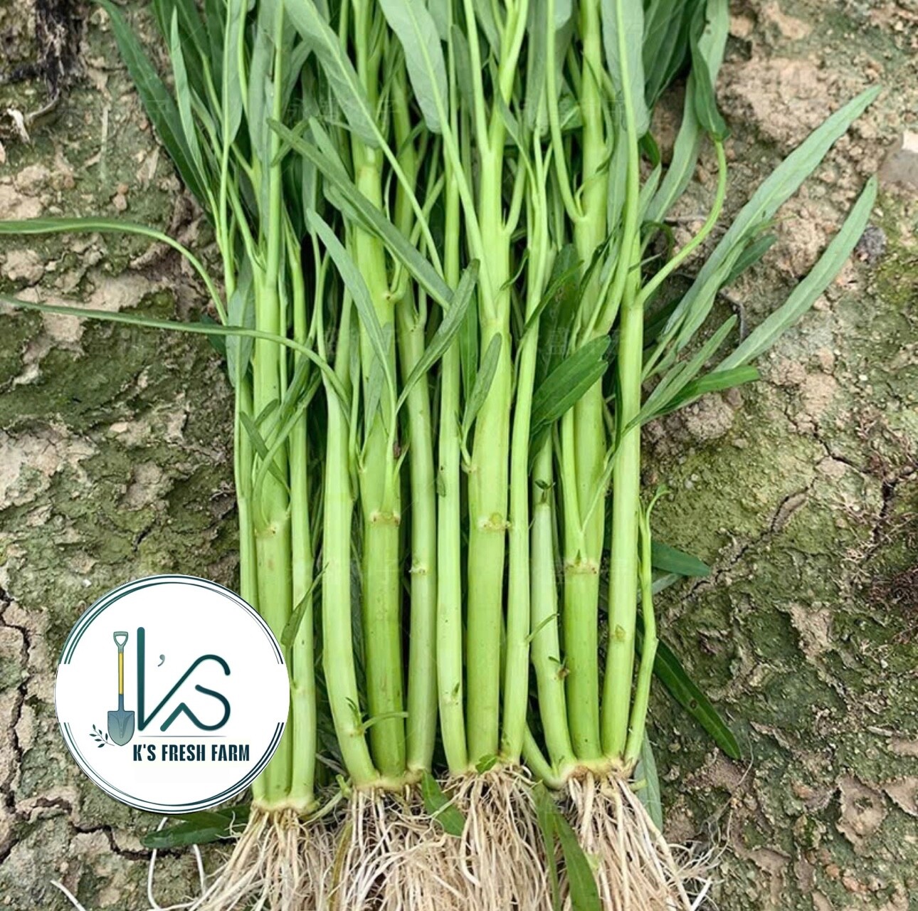 200+ pcs TRIPLE-STEM WATER SPINACH SEEDS, Ong Choy, Kangkong, RAU MUỐNG BA CHẠC