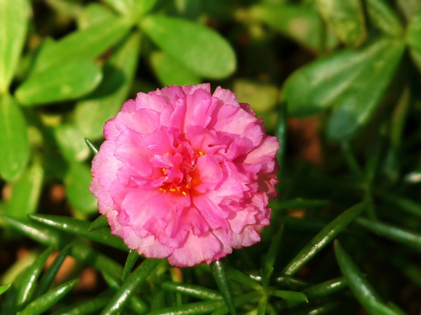 Double Mix Moss Rose Succulent Seeds – For 2025 Planting Flowering Succulent
