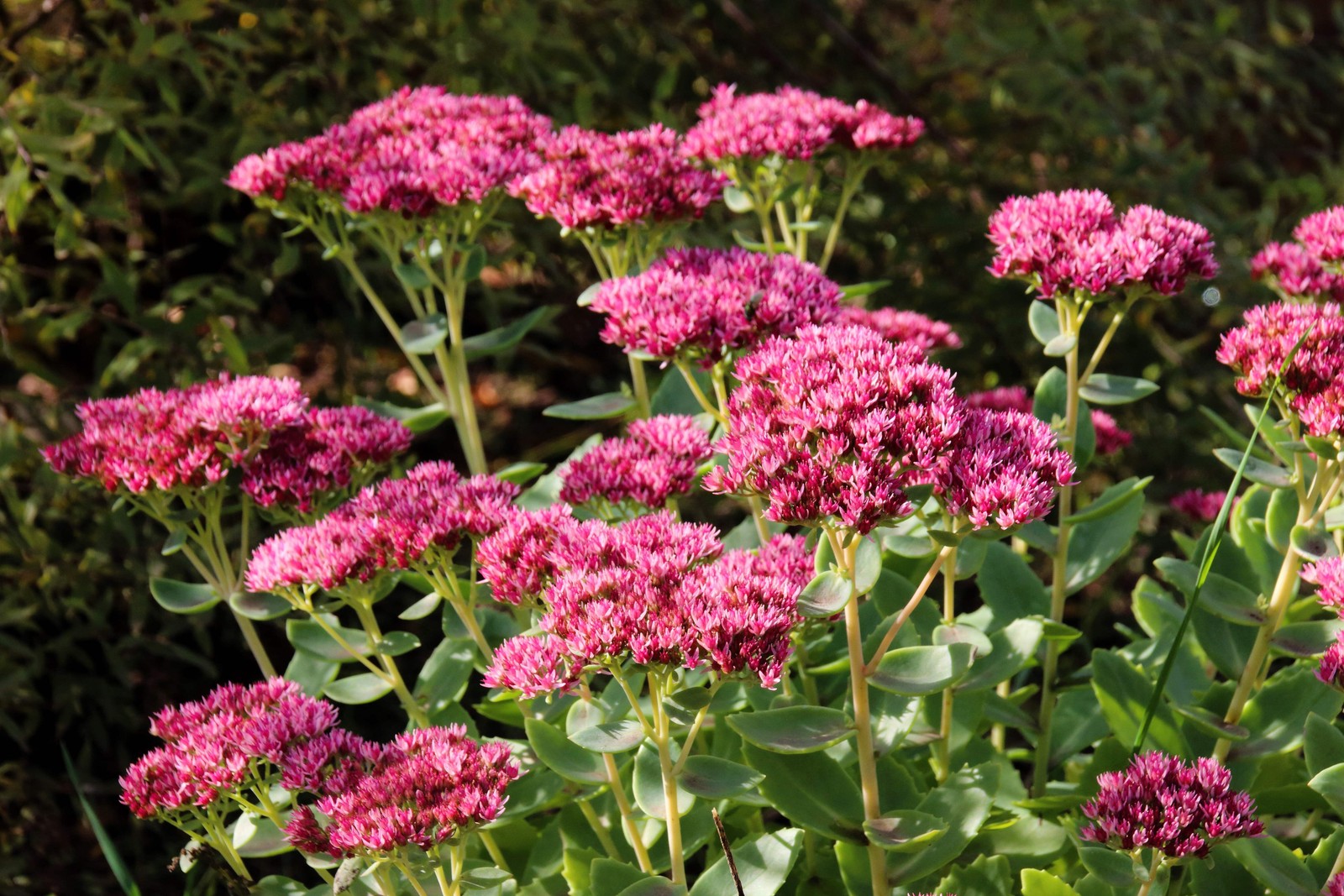 10 EMPEROR’S WAVE SEDUM Red Upright Telephium Succulent Flower Rock Garden Seeds