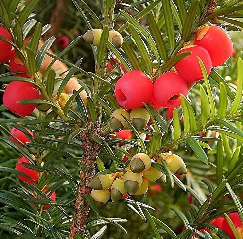 10 English Yew Tree Seeds – Taxus baccata