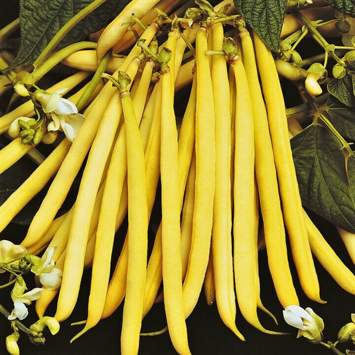 Pencil Pod Yellow Wax Bean Seeds | Gold Heirloom Green Beans Vegetable Seed 2024