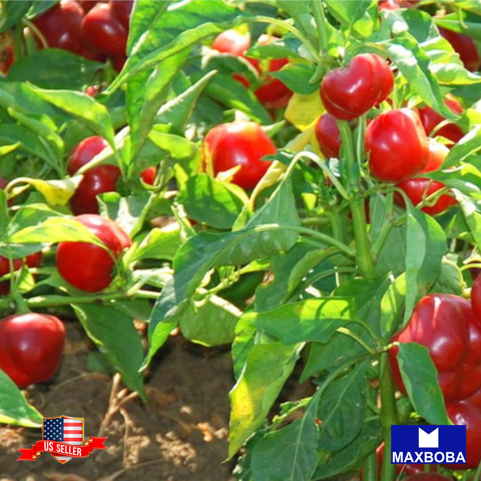 40+ Pepper Seeds – Hot – Large Red Cherry Hot Non-GMO Heirloom BOGO 50% OFF
