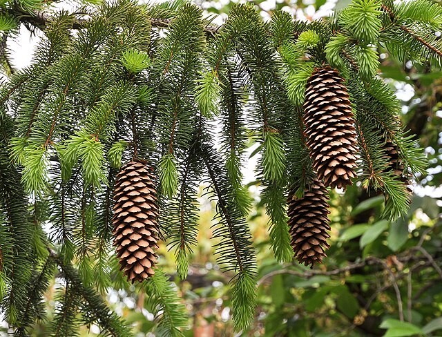 Picea abies | Norway Spruce | 30 Seeds