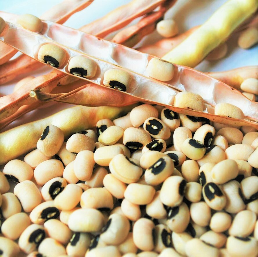 Black Eyed Pea Seeds | California No. 5 Blackeye Cowpea Fresh Cow Bean Seed 2024