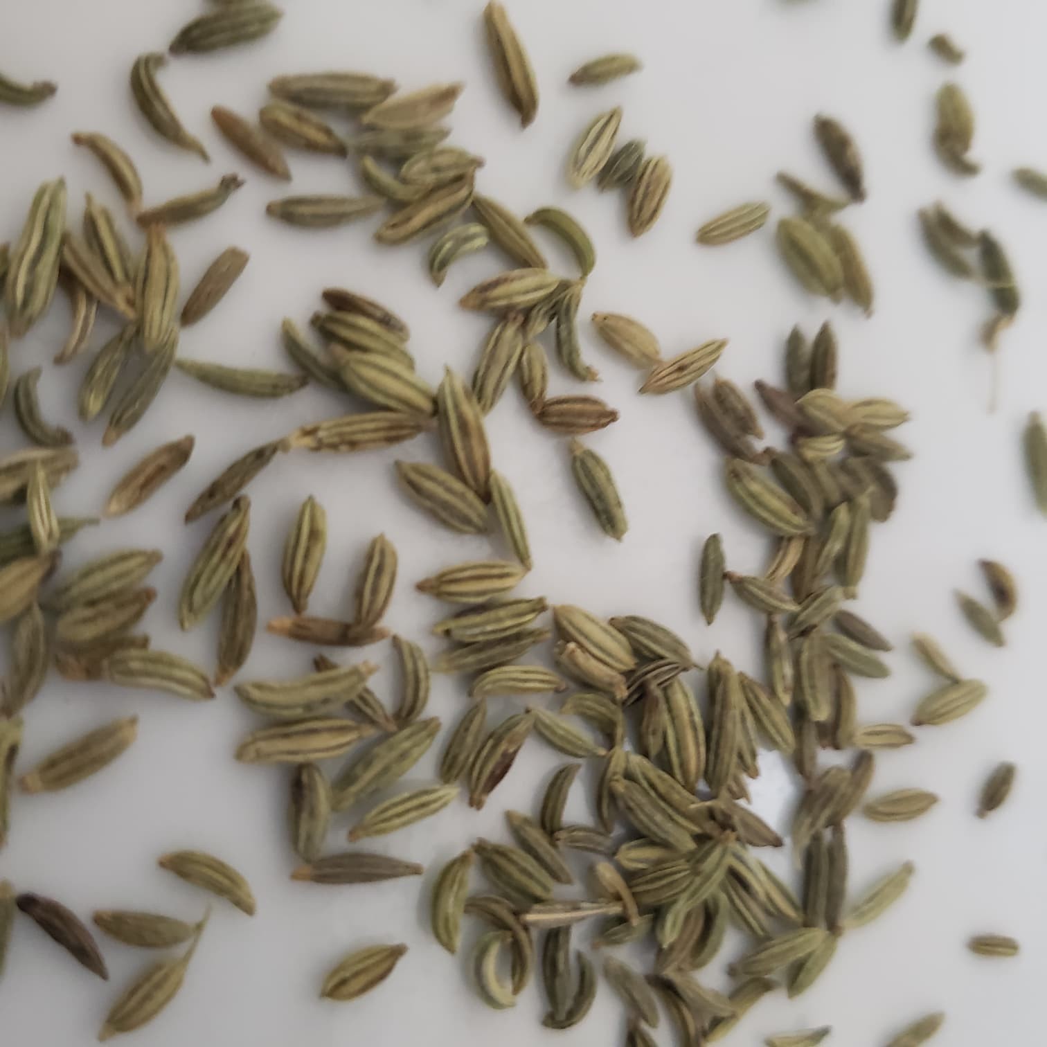 500 Pcs Fresh Fennel Seeds, Non-GMO, Sweet & Aromatic, Free Shipping