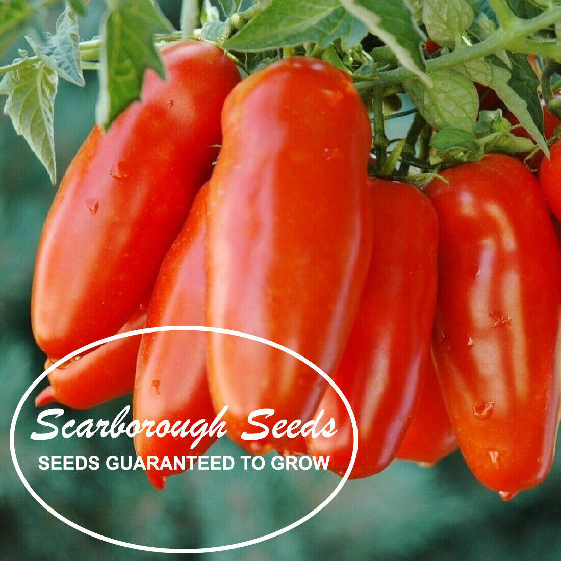 SCARBOROUGH SEEDS San Marzano Tomato 100 Seeds, Heirloom NON-GMO Free Shipping!