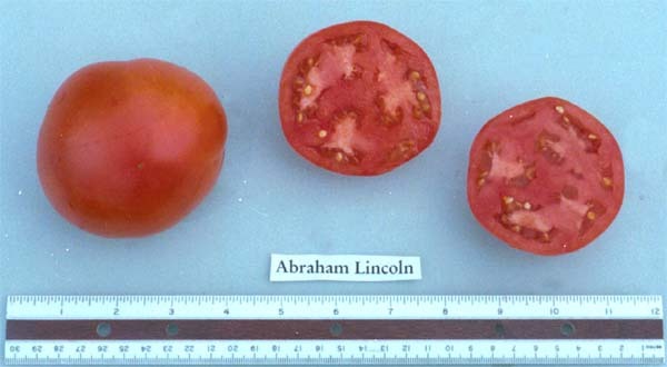 Tomato Seeds – Abe Lincoln, (Uniform, Deep Red, Smooth)