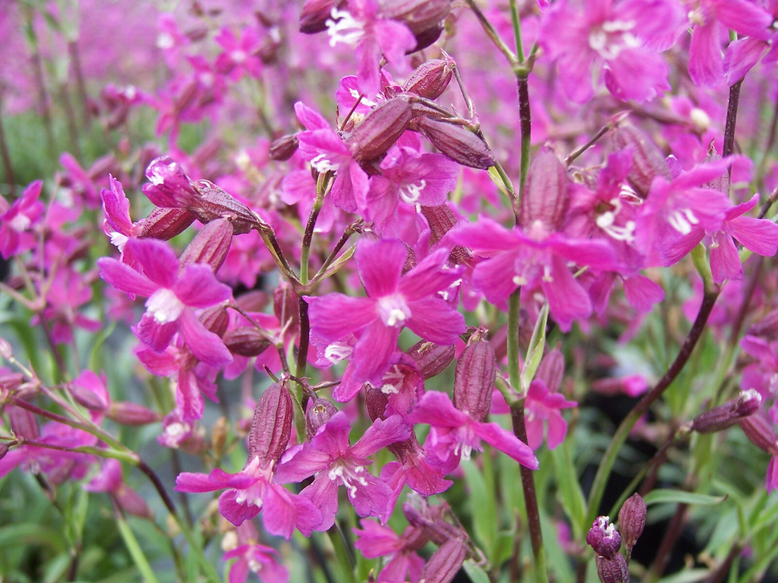 Lychnis viscaria – Sticky Catchfly seed