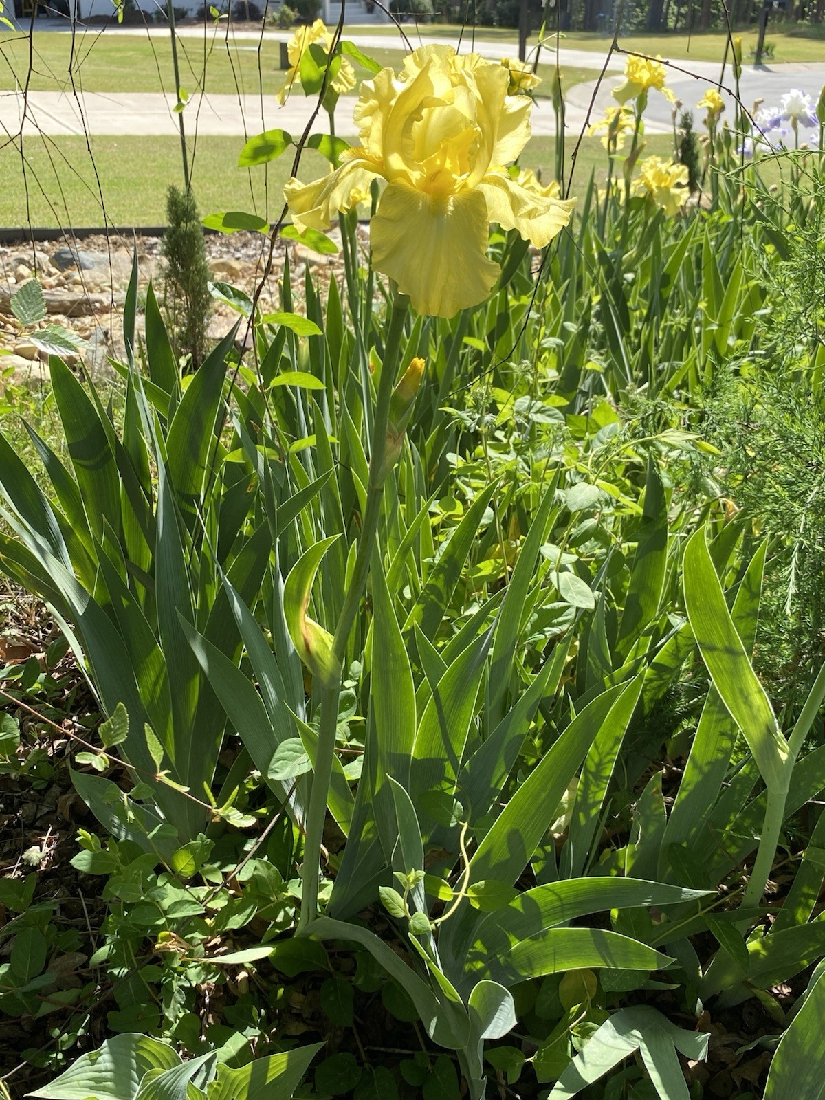 Tall Bearded Iris–Yellow; 2 Rhizomes