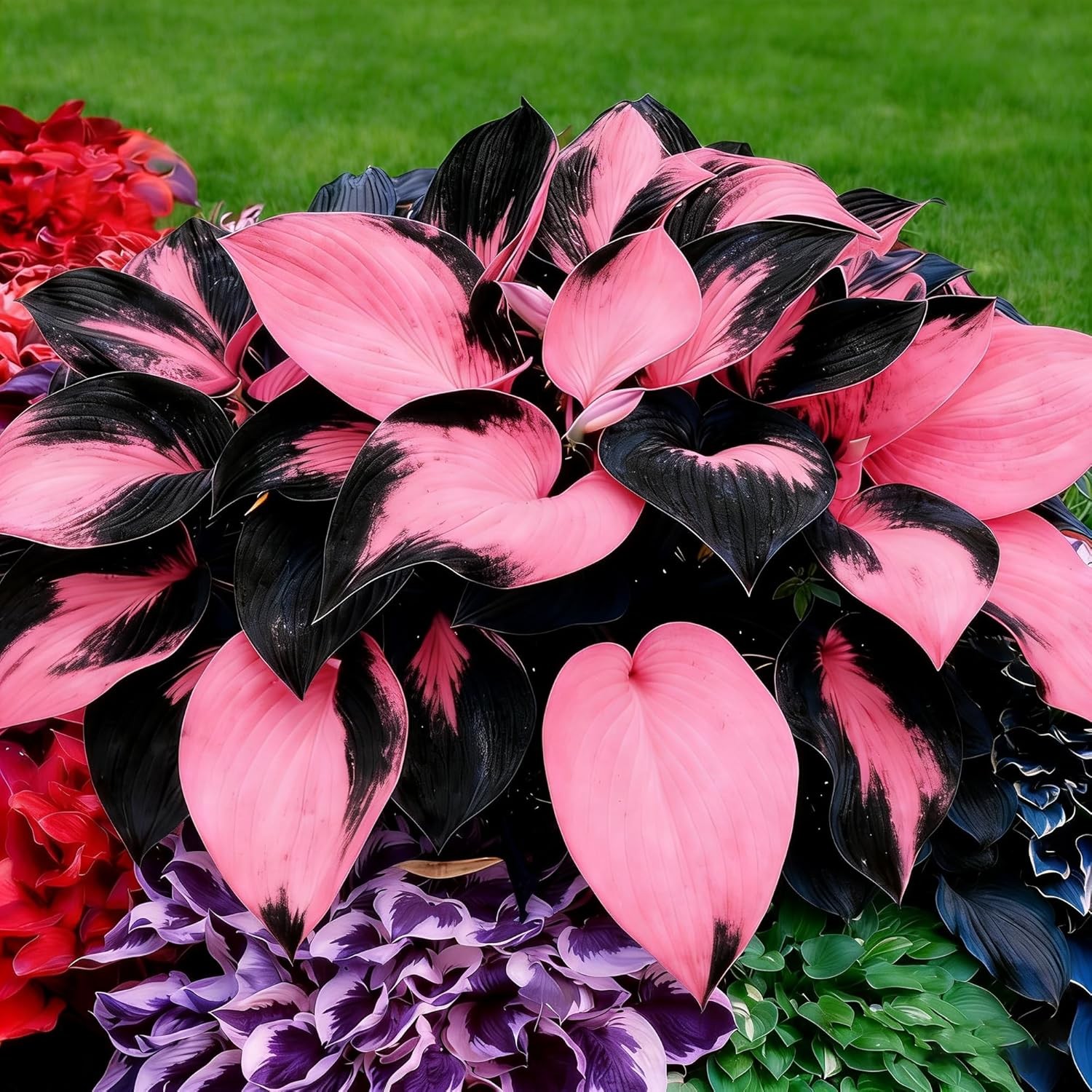 Hosta Seeds Red for Planting, 210+pcs Rare Hosta Flower Seeds Red and Black Pere