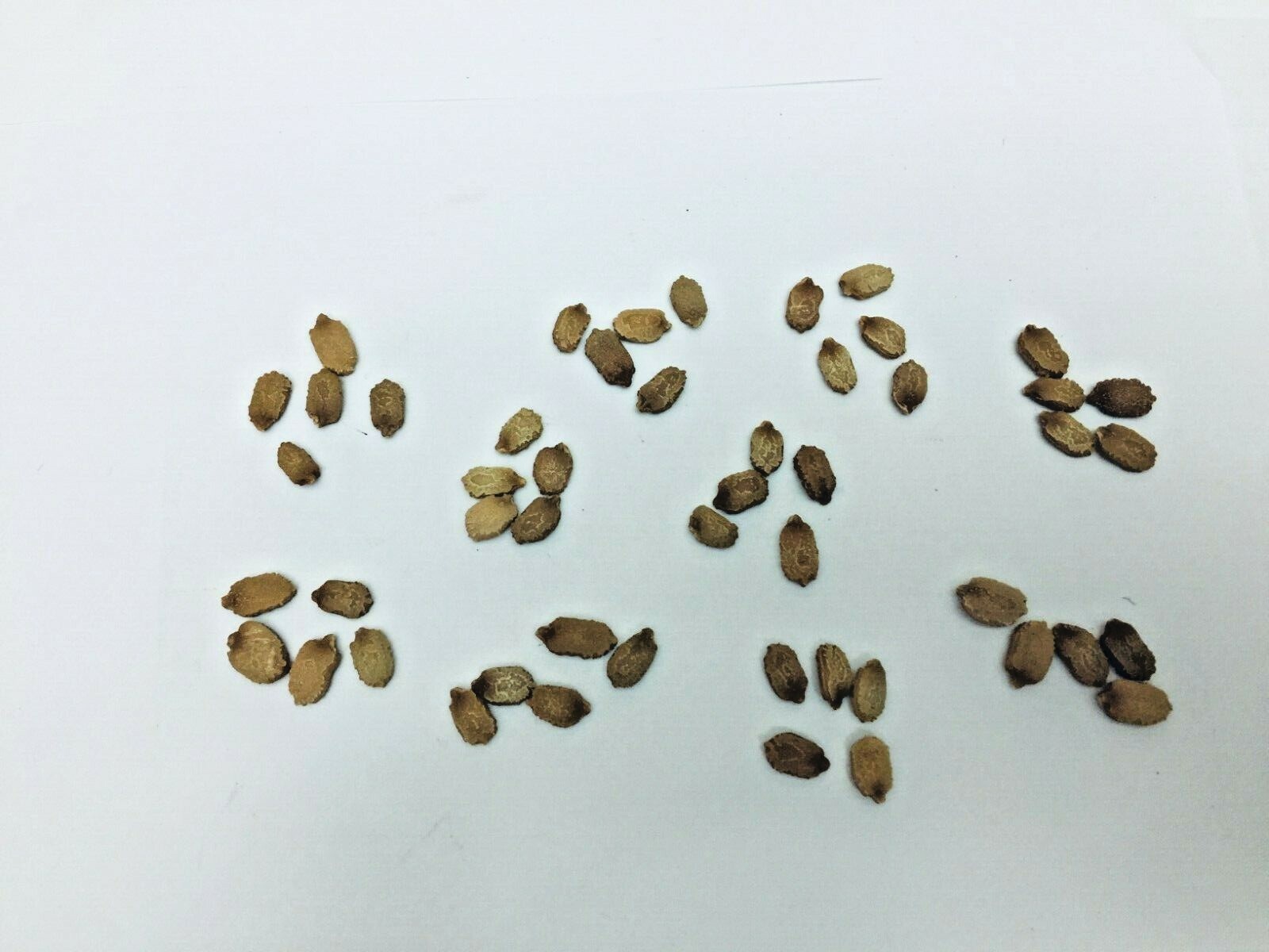 Bitter Gourd Melon (Karela, Ampalaya) 80 pcs mixed seeds