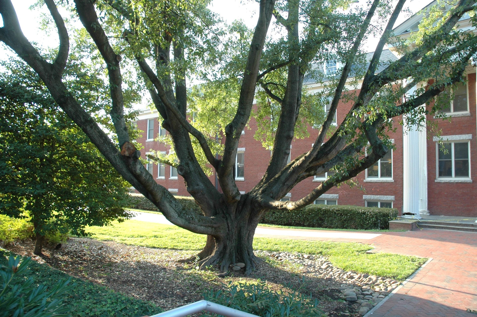 5 LAUREL OAK TREE Quercus Hemisphaerica Native aka Darlington Coastal Sand Seeds