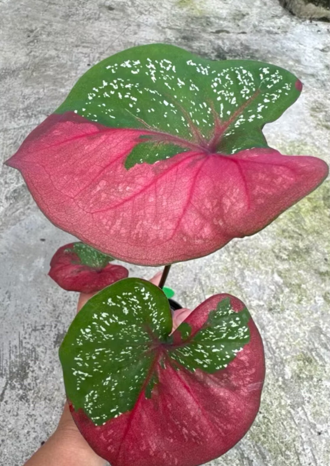 AUTHENTIC Caladium Red Barret 1 bulbs