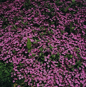 Saponaria ocymoides 2,000 seeds