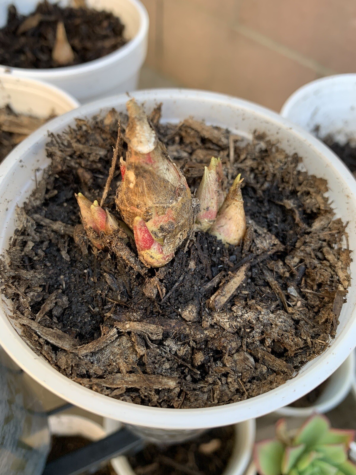 Tuberose Fragrance Double Pearl. 2 Clump, Bulbs 2+ Sz S / M / L Ready To Plant.