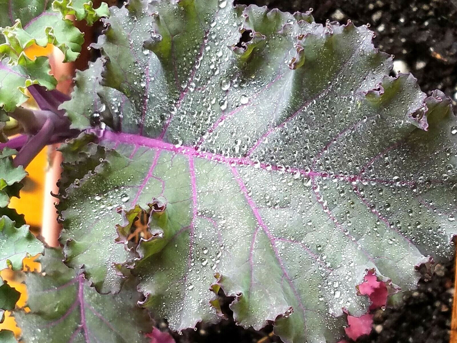 60 ORNAMENTAL KALE & CABBAGE SEEDS ORGANICALLY GROWN! BEAUTIFUL AND SAFE TO EAT!