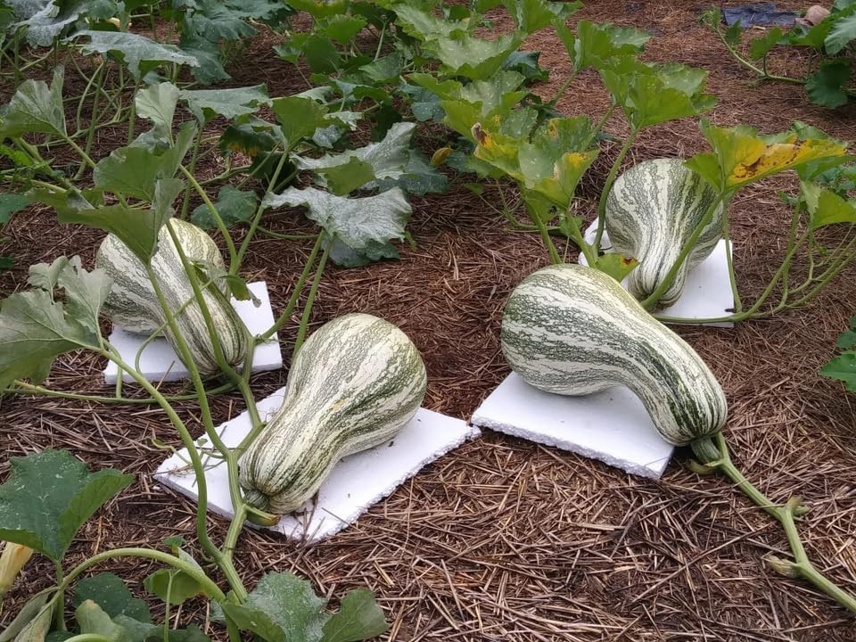 100 Green Striped Cushaw Pumpkin Seeds – Heirloom Gourd Vegetable