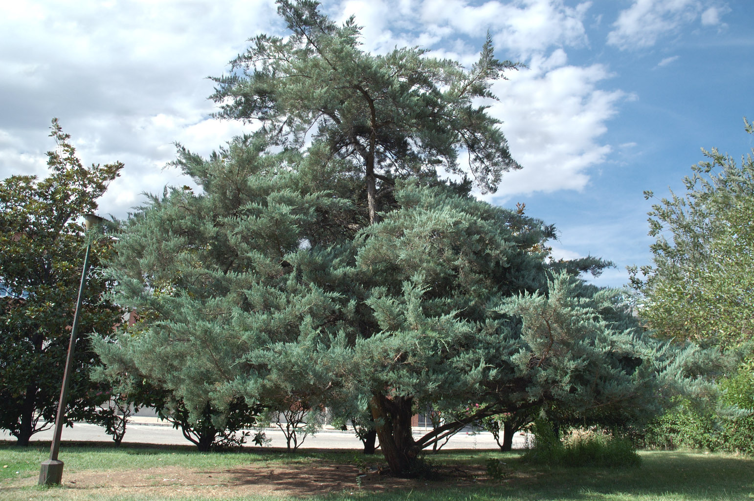 Eastern Red cedar, Juniperus virginiana, Tree Seeds
