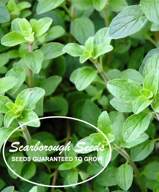 SCARBOROUGH SEEDS 1000 Italian Oregano Seeds Herb Heirloom NON-GMO Fragrant Rare