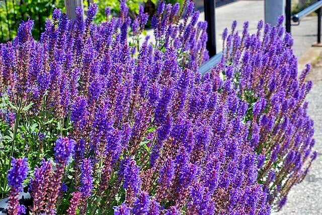 ENGLISH LAVENDER 100 SEEDS, AGUSTUIFOLIA MUNSTEAD, HARDY HERB, EZ TO GROW