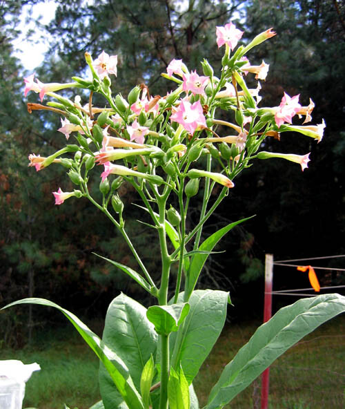 1000 Banana Leaf Tobacco Seeds ~ Heirloom Non-GMO ~ Virginian Tobacco