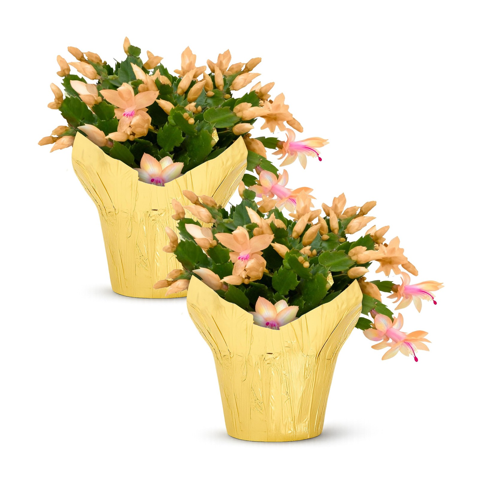 Live Flowering Zygocactus – Yellow-Orange, 2 Pack- Thanksgiving/Christmas Cactus