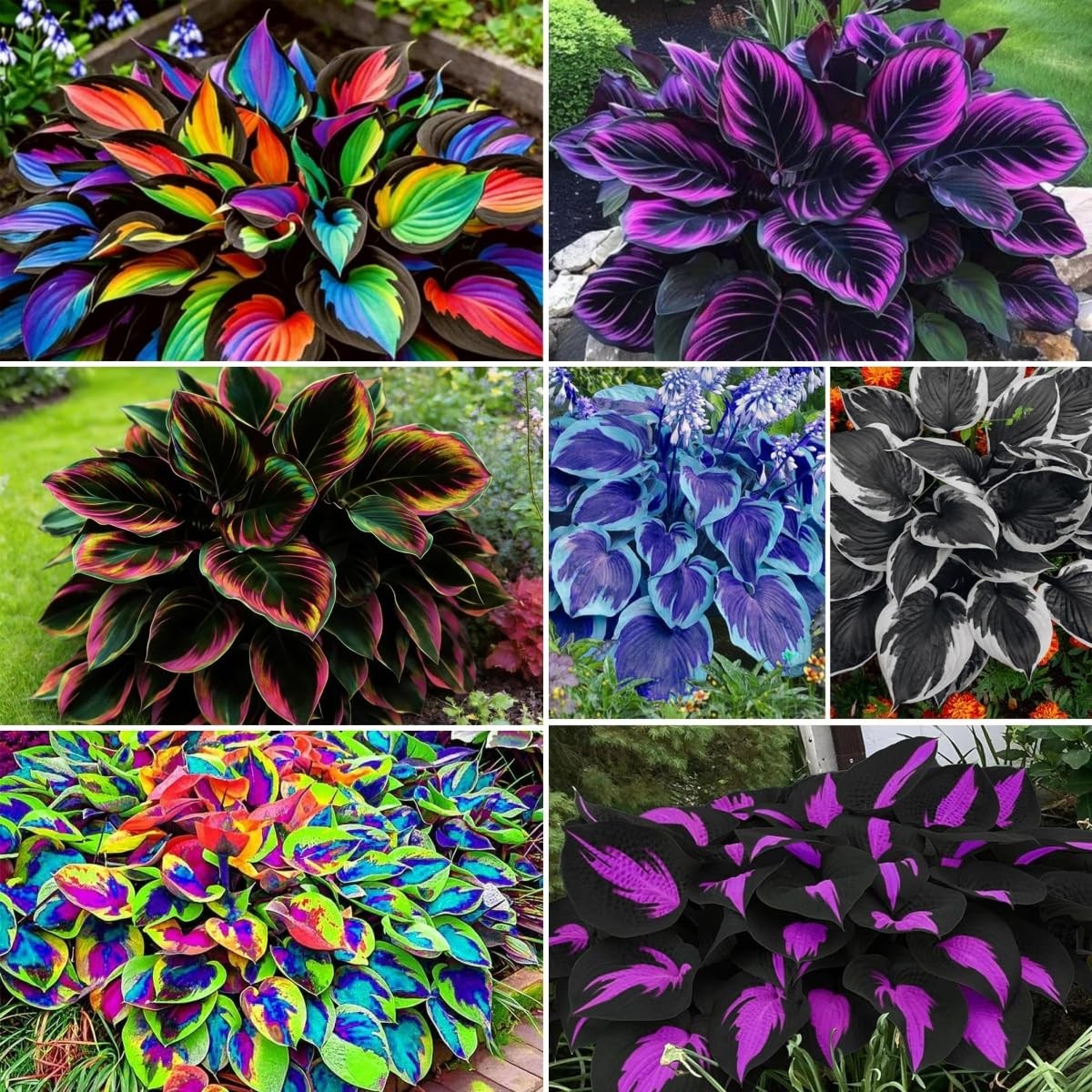 Hosta Seeds for Planting Mix 100pcs– Beautiful Shade Perennial Plants – Easy …