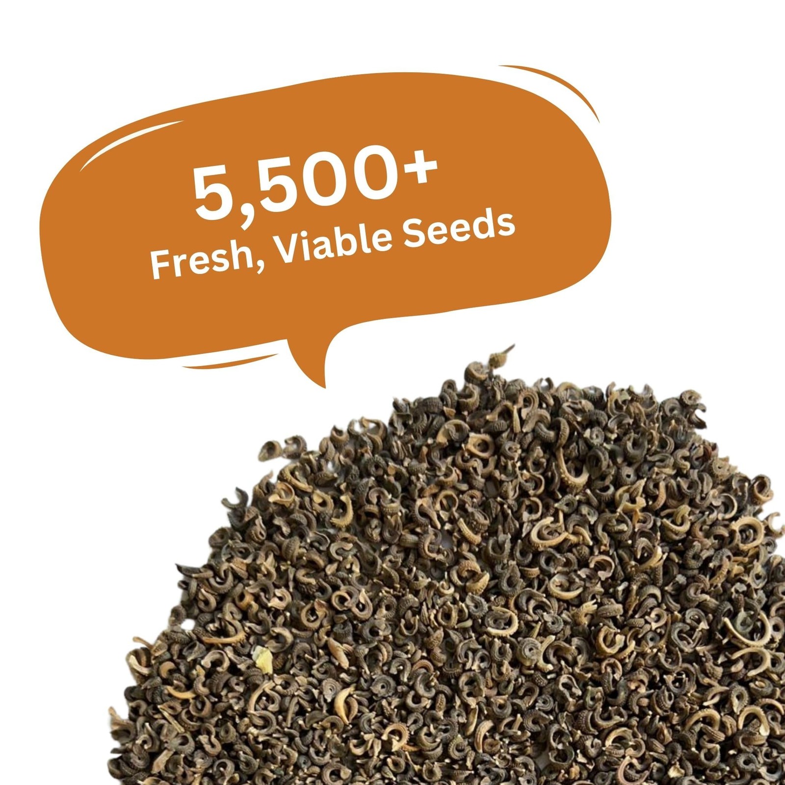 SunHaven Seeds Calendula Pacific Beauty Mix – 3,000+ Orange and Yellow