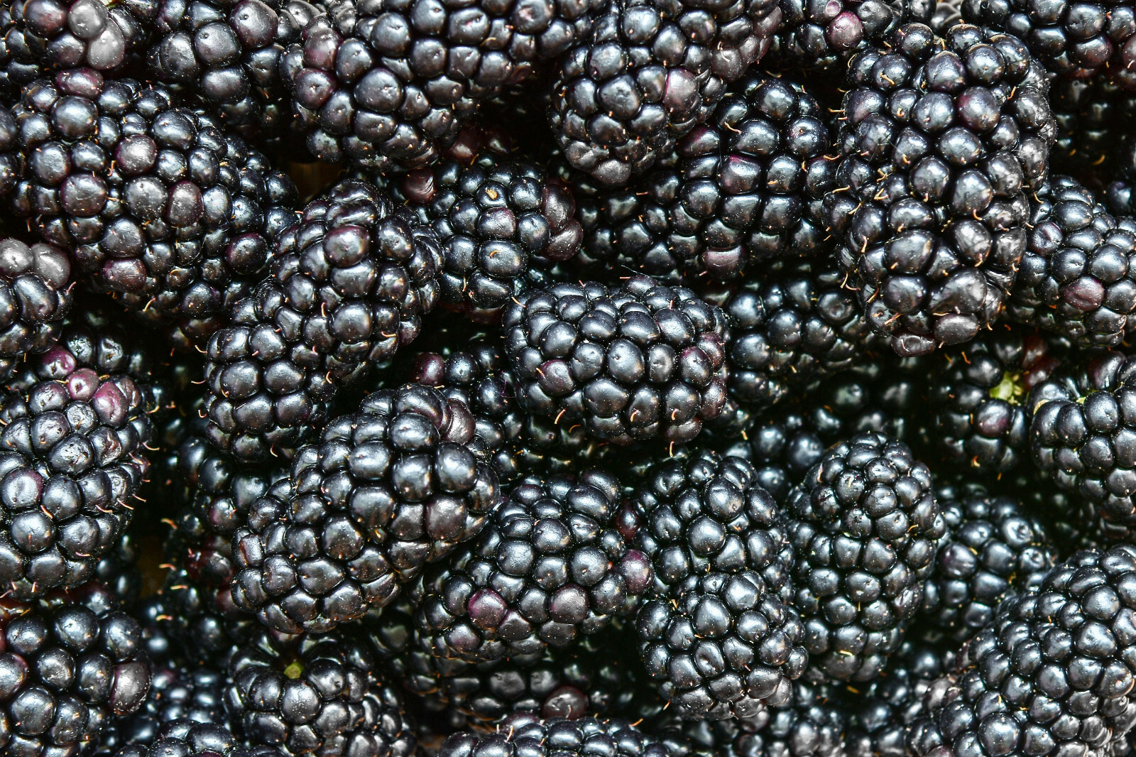 Prime-Ark® Freedom Blackberry Thornless 2 Crops a Year Potted Plants