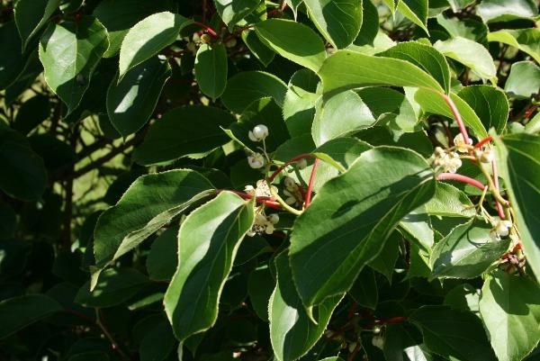 Actinidia arguta | Siberian or Dessert Kiwi | 100 Seeds