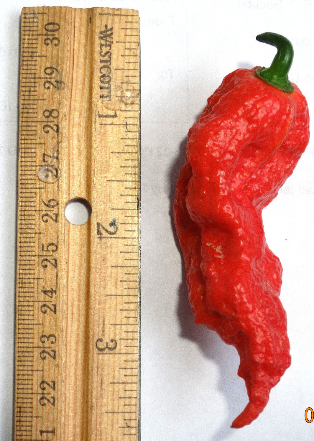 OVER 30+ JAYS RED GHOST PEPPER SEEDS SUPER HOT! GROW INSTRUCTIONS INCLUDED 2022