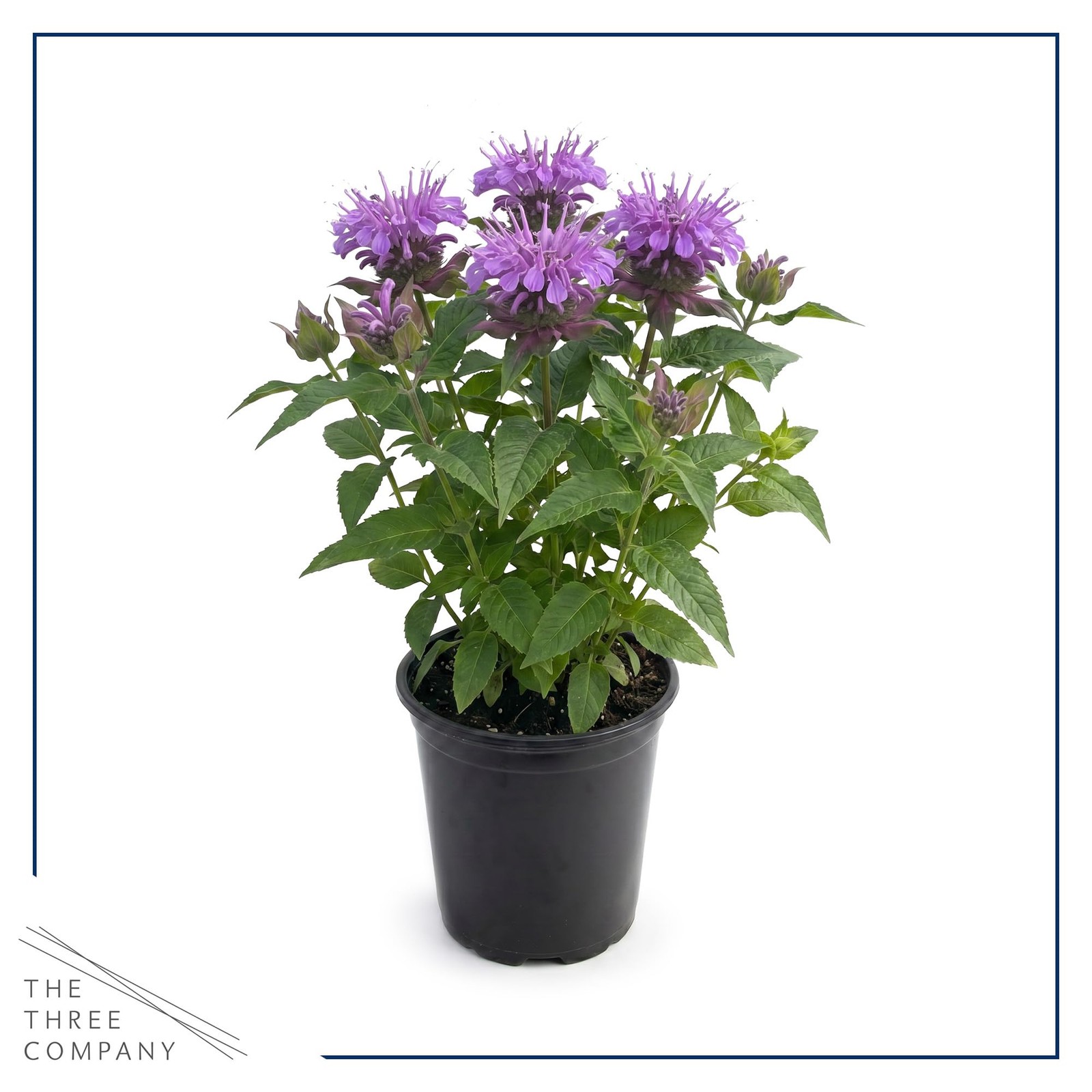 Live Flowering Bee Balm – Balmy Purple (2 Plants Per Pack), Pollinator – Attr…