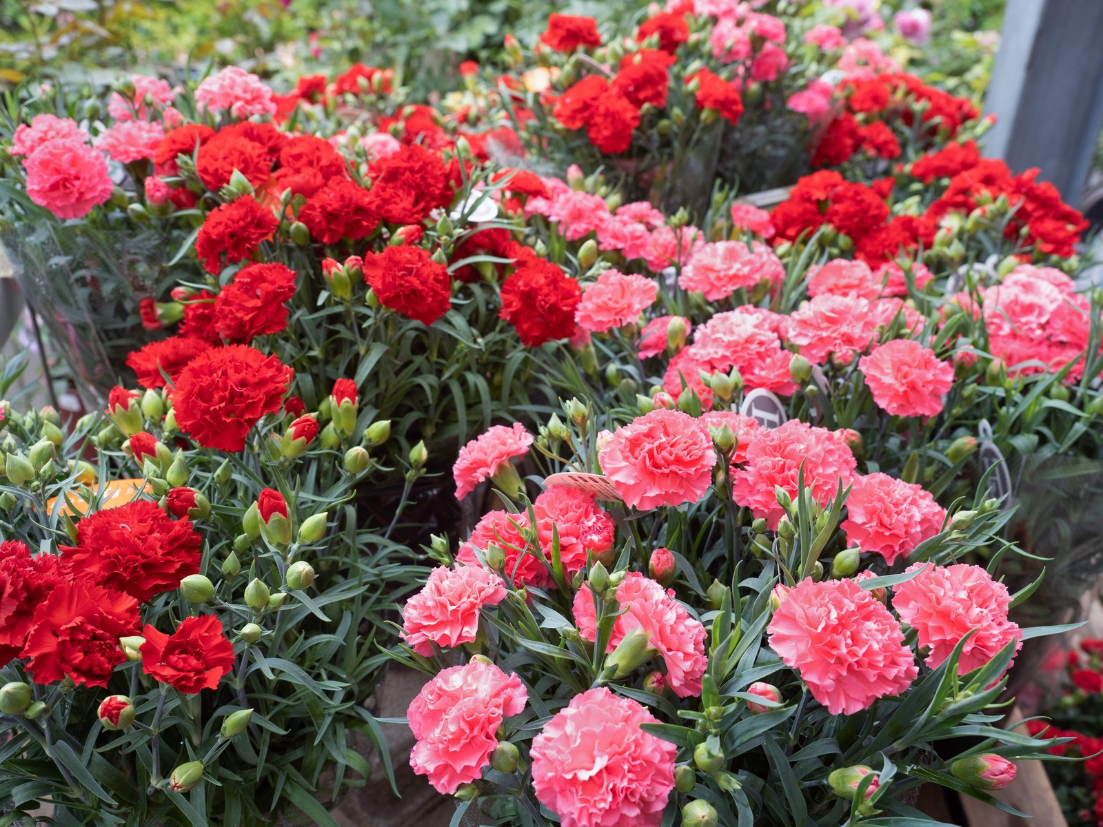 100 Mixed CARNATION / DOUBLE DIANTHUS Chinensis Flower Seeds *Comb S/H