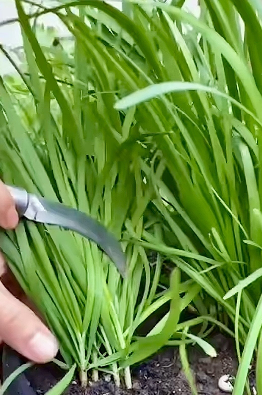 500 Garlic Chives Seeds the Strongest Fragrant Purple Roots 紫根韭菜种子(No Tracking)