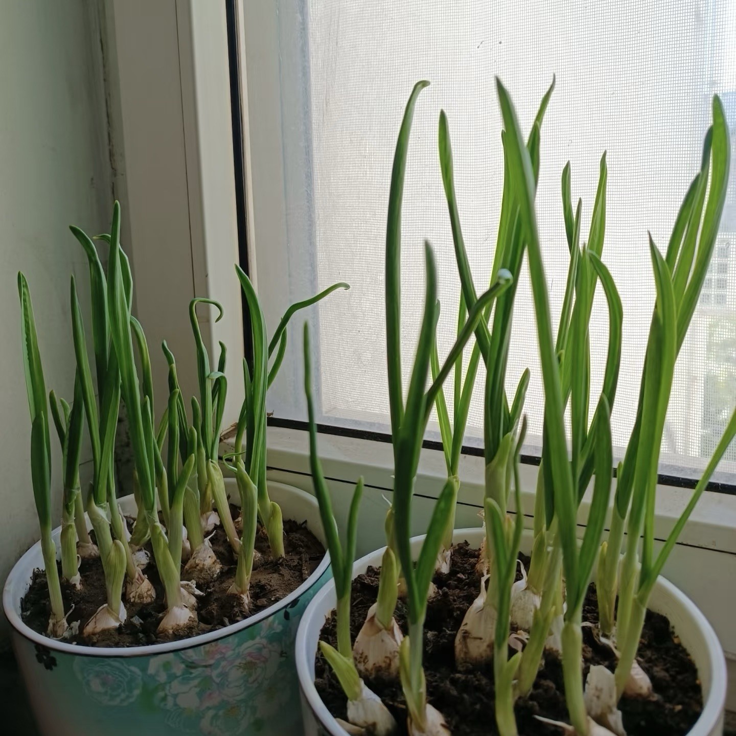 California Softneck Garlic, 6 Bulbs. Great for Fall or Spring Planting