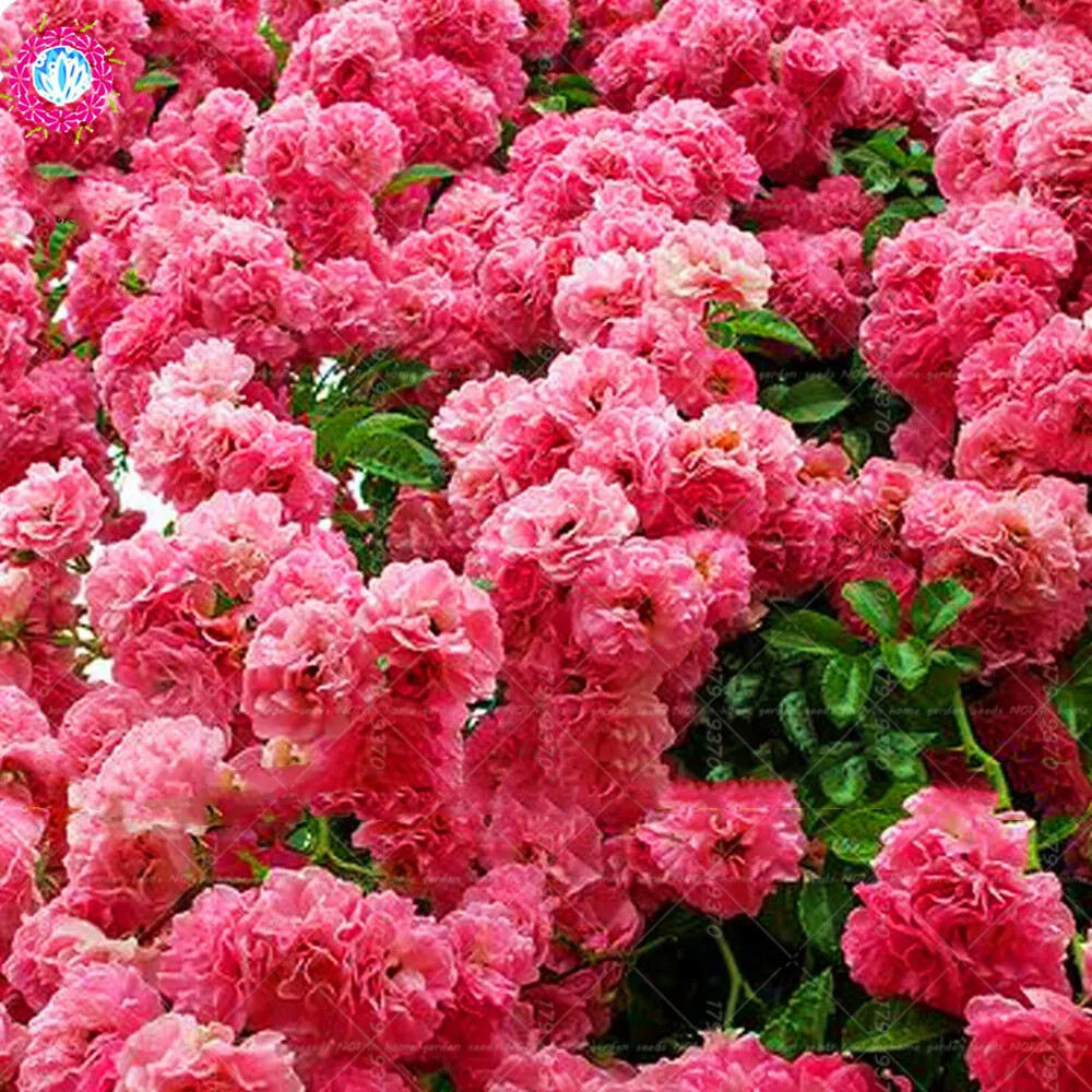 20 EXOTIC rare CHERRY TREE SEEDS for garden flower bloom blossom USA SELLER USPS