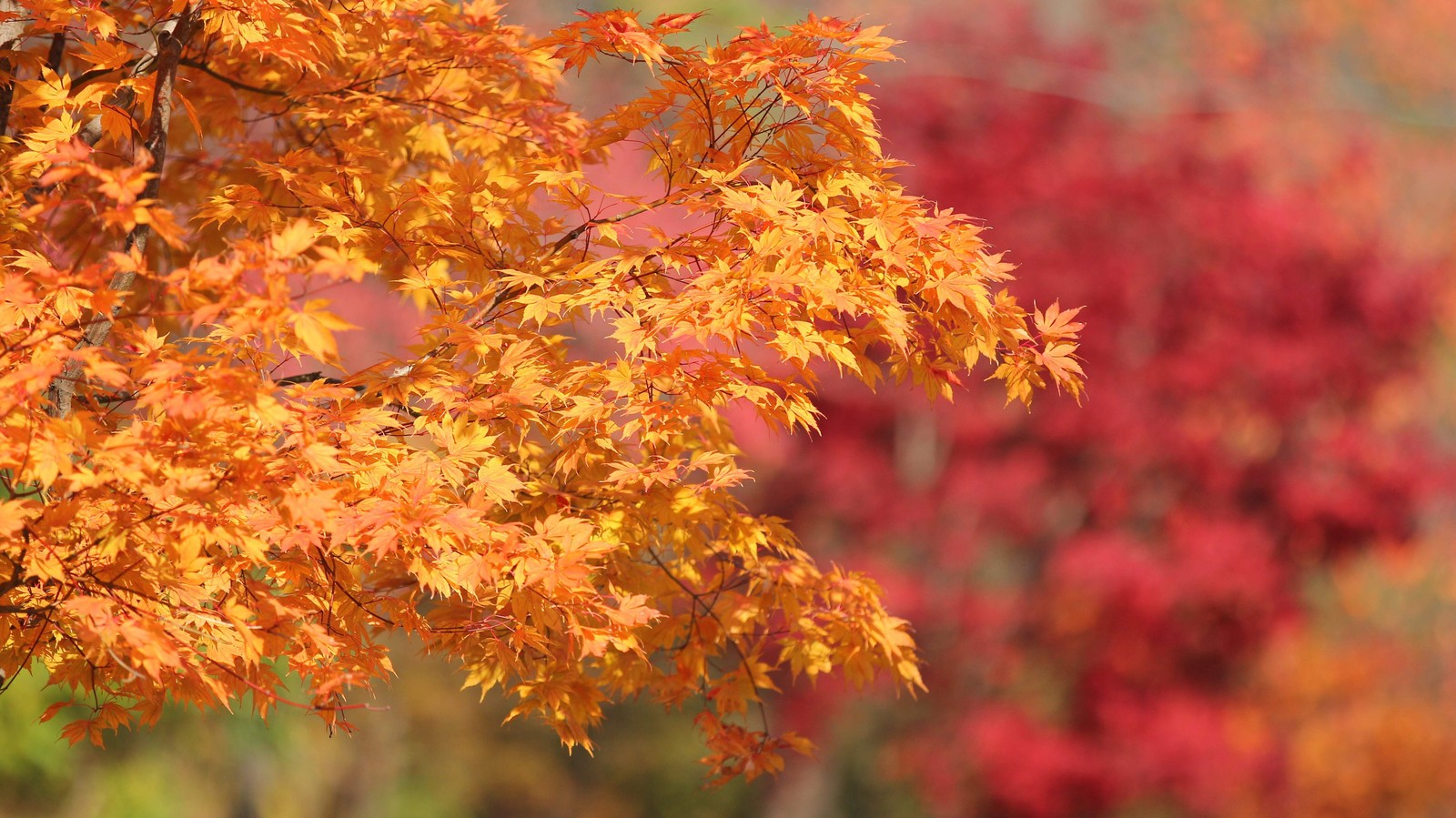 25 SUGAR MAPLE SYRUP TREE Native Rock Fall Color Acer Saccharum Seeds *Comb S/H