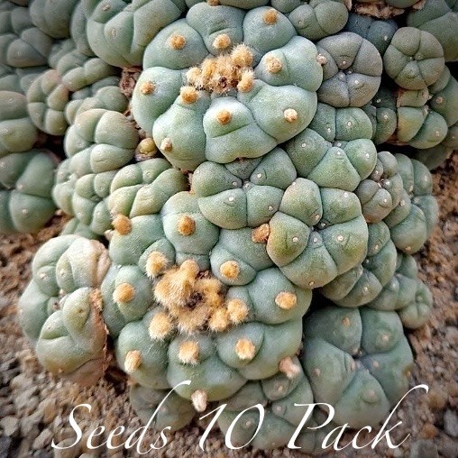 RARE SEEDS (10pk) L. Var. “La Perdida ” x10 (Ten) Cactus US SELLER