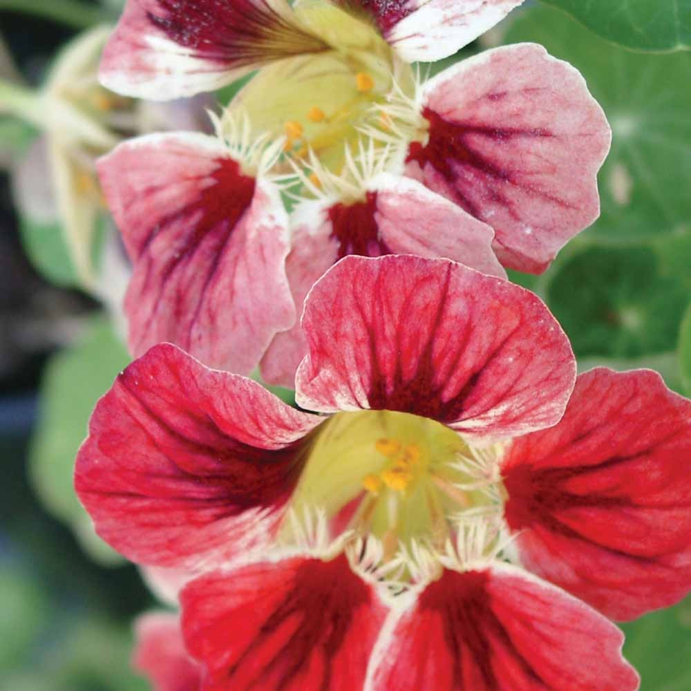 50 Seeds Tropaeolum majus Orchid Cream Nasturtium Vine & Flower Seeds