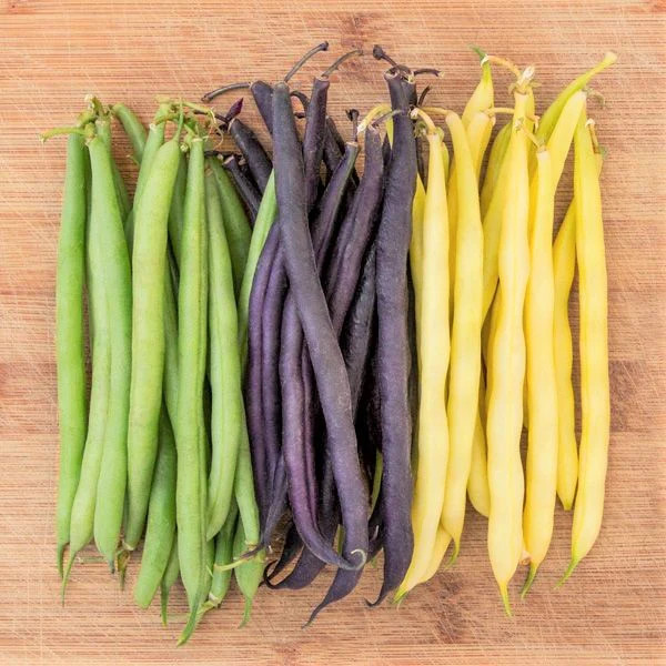 3 Colors Mix Bean Seeds (Mardi Gras Blend) | Purple, Yellow, Green Tricolor 2024