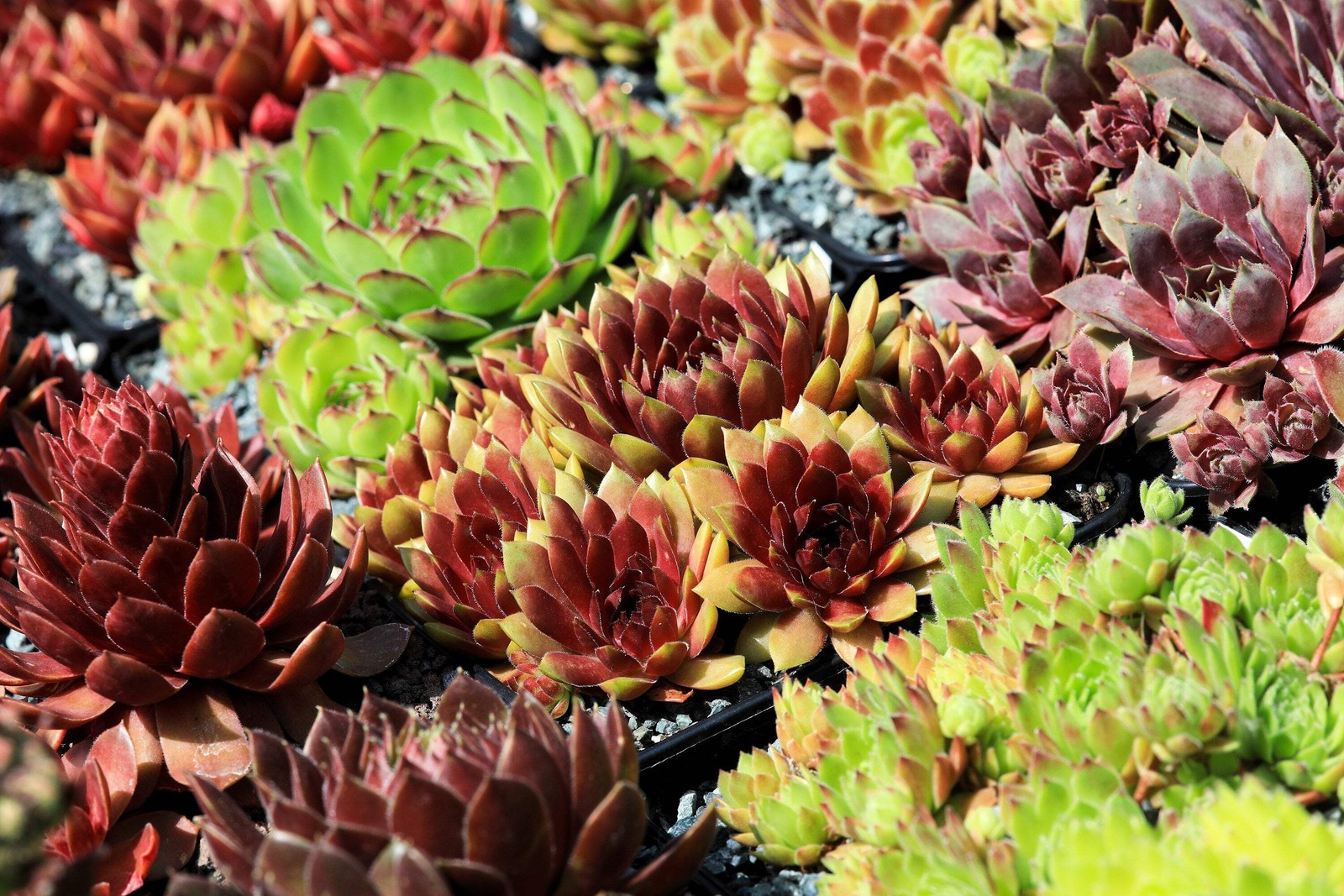 25 MIXED HENS & CHICKS Chickens Succulent Live Forever Sempervivum Flower Seeds
