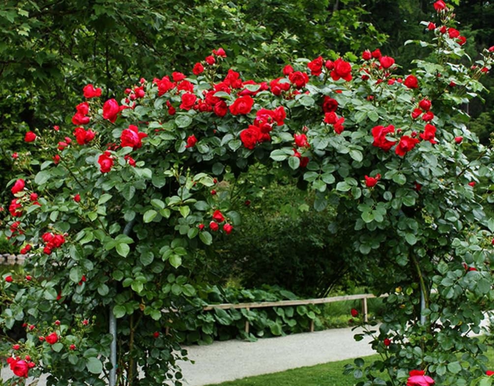 100+ Mix Climbing Rose Seeds for Planting Outdoors Ornamental Climbing Flower…