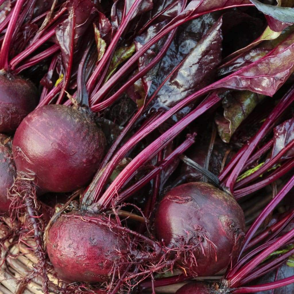 Bull’s Blood Beet Seeds, Deep Burgundy Greens, NON-GMO, Heirloom, FREEE SHIPPING