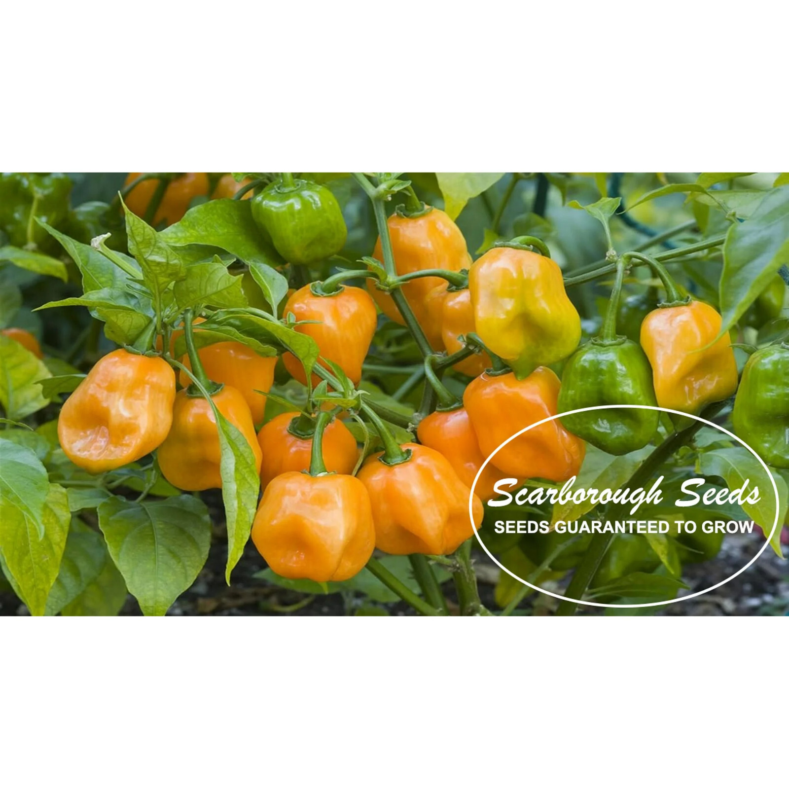 Scarborough Seeds Habanero Orange Pepper Seeds 100 Count – Non-GMO, Full Sun