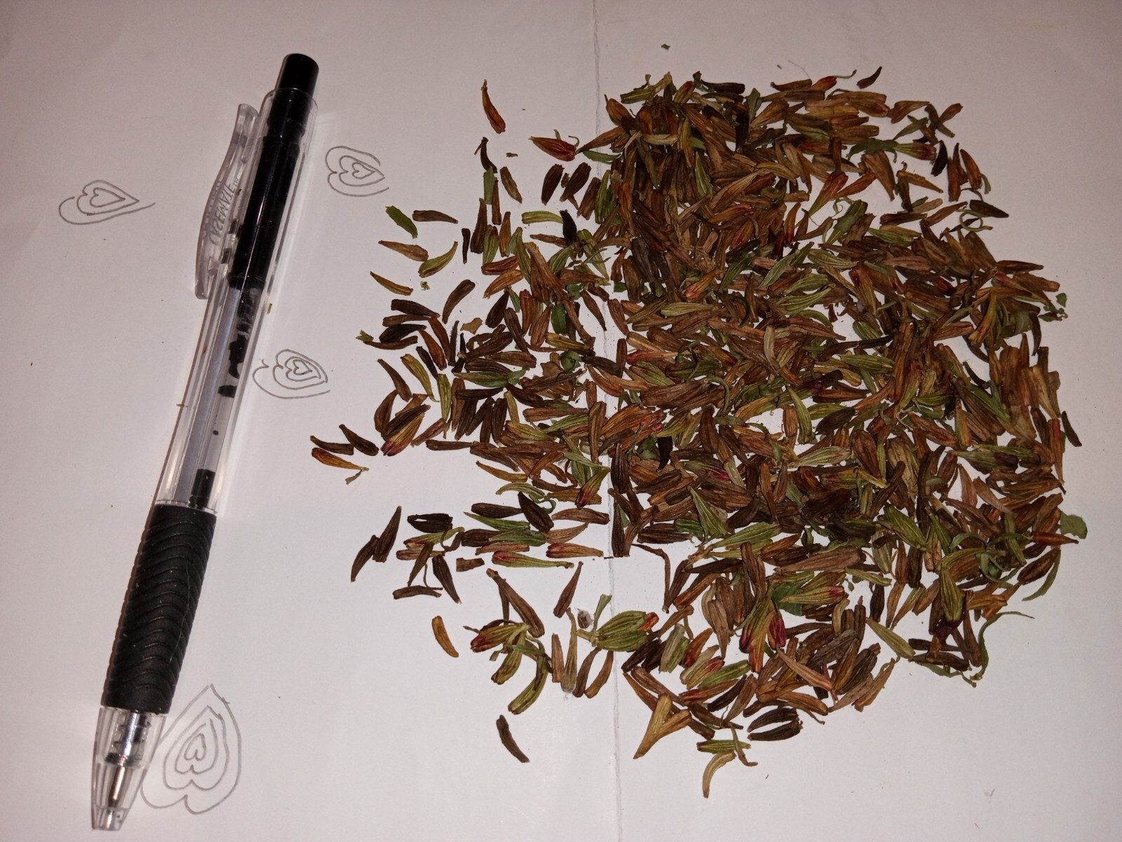 25 Common Evening Primrose Seeds, Yellow Flower Clusters.Perennial.