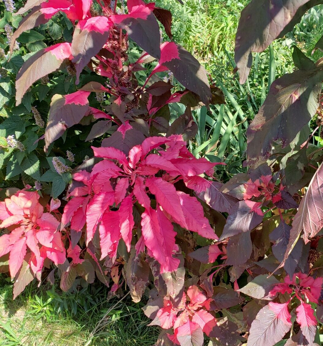Josephs Coat – Amaranthus Tricolor (100 seeds) – Unique with amazing colors!