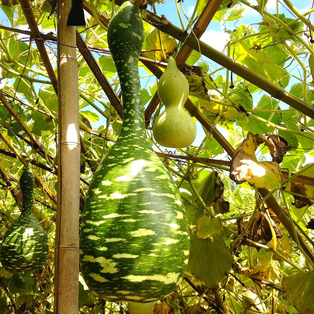 Large Crafting Gourds Mix Seeds – For 2026 Planting