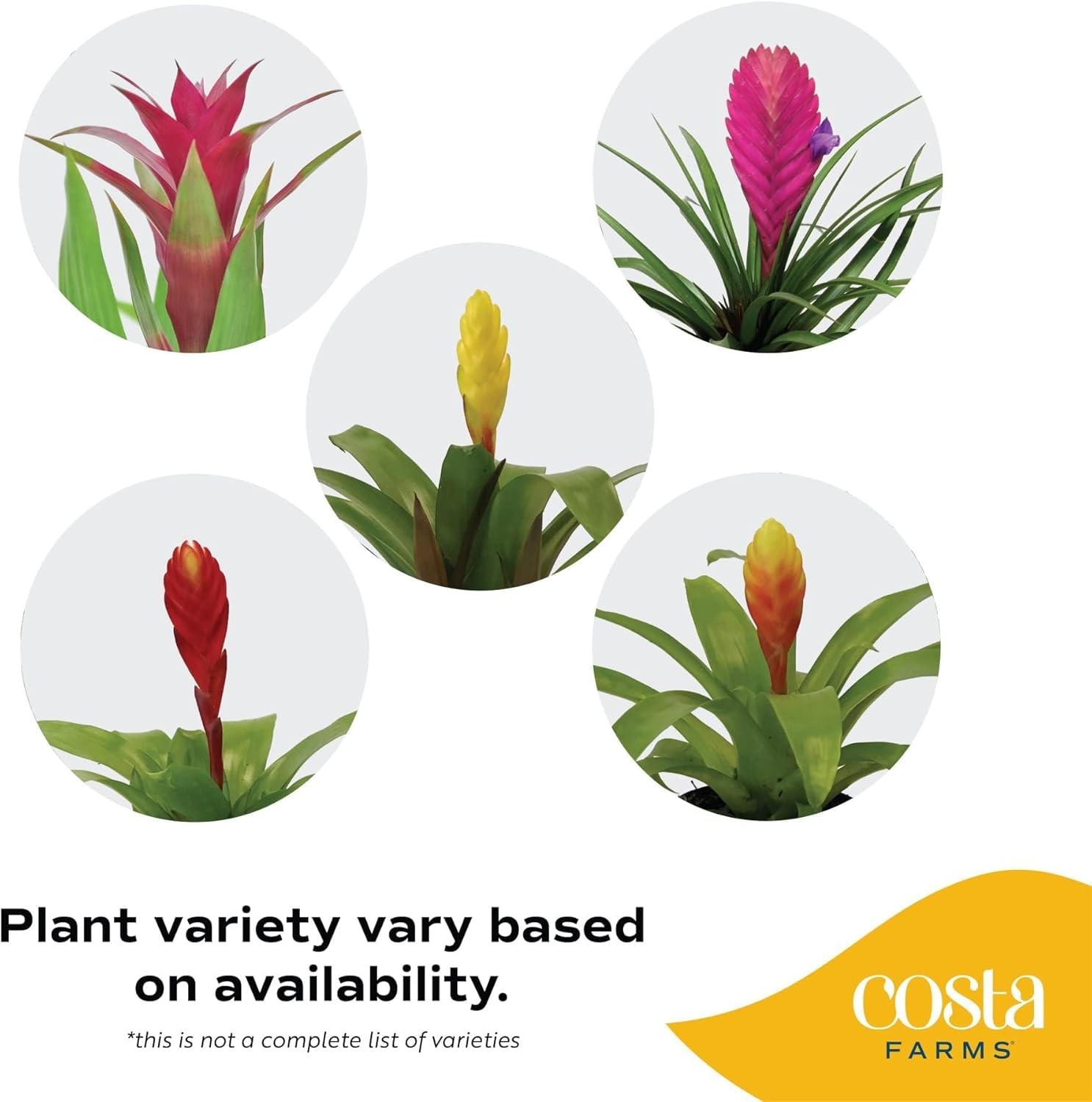 Bromeliad Live Plant | Blooming Flowers, 20-Inches Tall | Live Indoor Housepl…