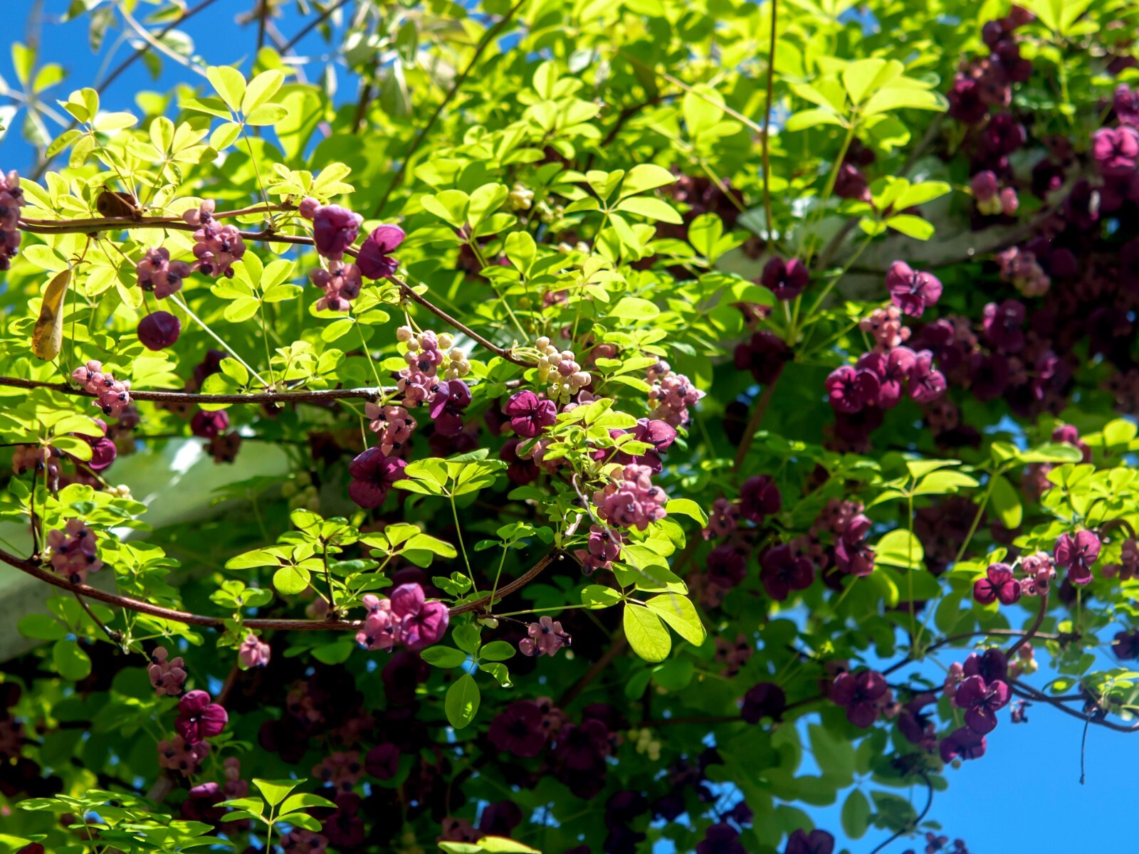 CHOCOLATE VINE SEEDS “3-LEAF” (A. trifoliata) Hardy Fruit Flower Climber Plant
