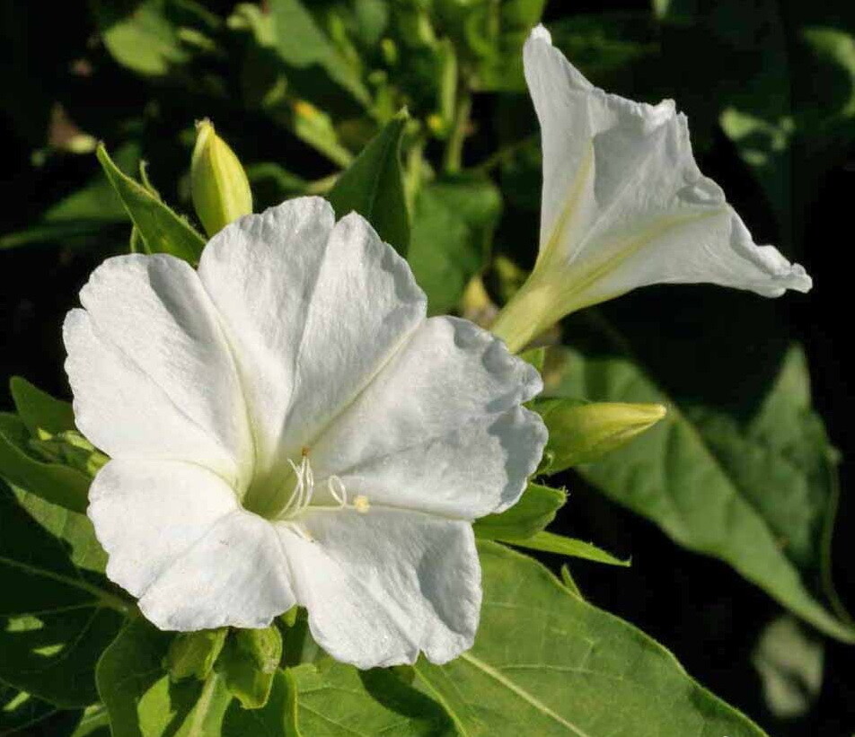 100 White Four O’Clock Flower Seeds Mirabilis jalapa